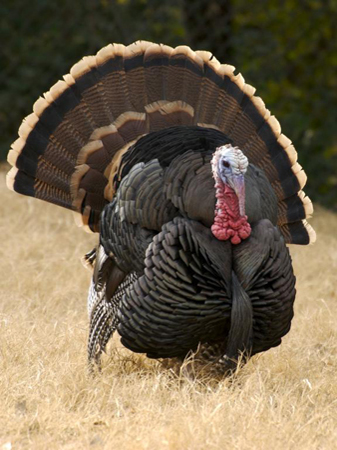 Big Turkey